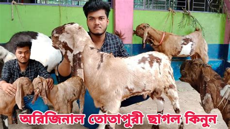 উন্নত জাতের ১০০ তোতাপুরী বাচ্চা ছাগল ও তোতাপুরী গাভীন ছাগল কিনুন প্রান্তিক খামারির কাছ থেকে।