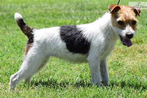 George Jack Russell Terrier Puppy For Sale Near Inland Empire