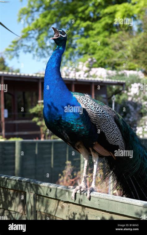 Male Peacock Standing On A Fence And Calling In A Garden In County Down