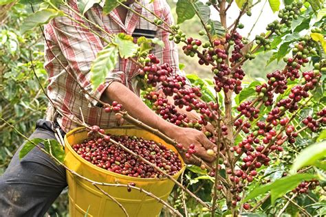 Fair Gehandelter Kaffee Ethik Trifft Auf Geschmack