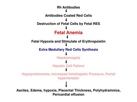 Ppt Alloimmune Hemolytic Disease Of The Fetus Newborn Rh