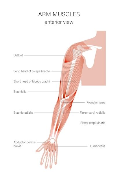 Arm Anatomy