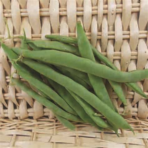 Italian Snap Pole Bean Seeds Organic Grow Organic Ph