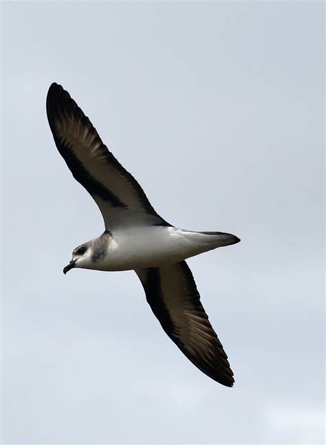 Black Winged Petrel Pterodroma Nigripennis Photo Call And Song