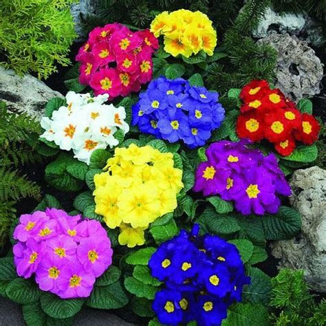 2019 Primrose ,Flower Seeds,Color Packaging Seeds About 50 Particles Flowers Seed Ornamental ...