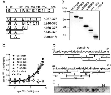 The COOH Terminal Part Of Protein H Domain A Is Responsible For The