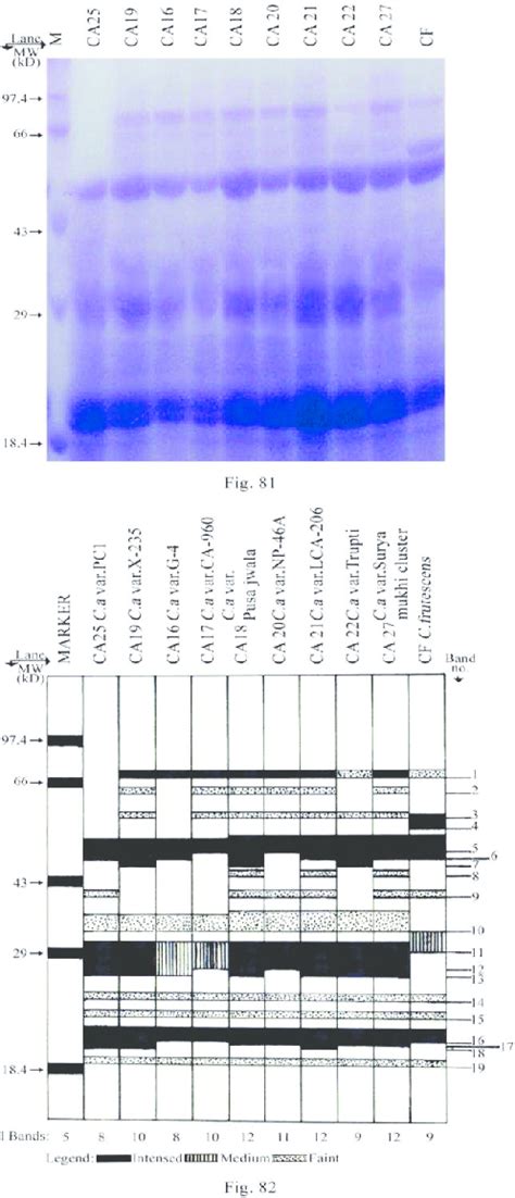 SDS PAGE Profiles Of Total Seed Proteins In 9 Cultivars Of C Annuum L