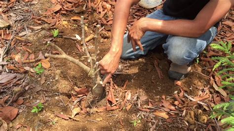 Planting Of A Mapou Tree Cyphostemma Mappia YouTube