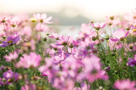 Campo De Flor Cor De Rosa Do Cosmos Luz Solar Imagem De Stock