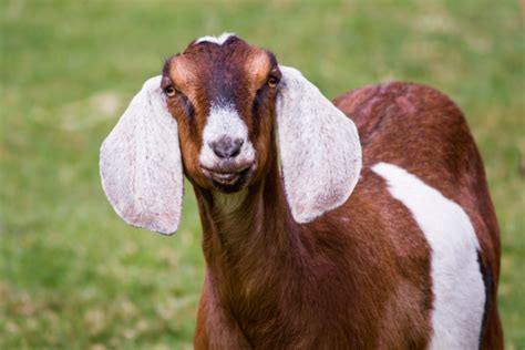 Nubian Goats: Ultimate Nubian Goat Guide — Roobeez