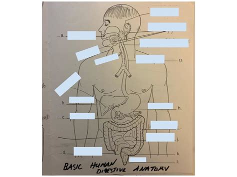 Digestive System Basic Human Digestive System Diagram Quizlet