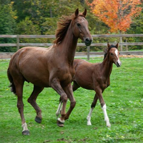 "Proud mother horse with baby" by Steven Olmstead | Redbubble