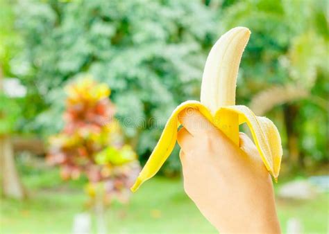 Hand Holding A Bananahealthy Food Bananas Rich In Vitamins Healthy