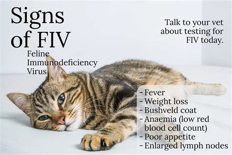 Feline Immunodeficiency Virus - Hennie Alberts Veterinary Clinic