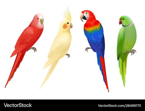 Parrots tropical colorful exotic birds macaws Vector Image