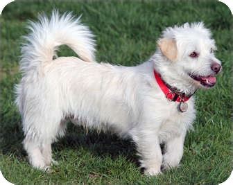 McDuff | Adopted Dog | Lynnwood, WA | Westie, West Highland White Terrier/Dachshund Mix