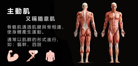 Nsca Cpt都在教些什麼？動人學院上課啦！ 第二章：運動科學—肌肉系統的組織類型 Dracademy