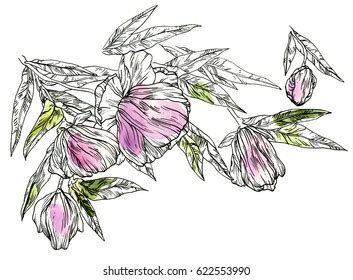 Pink Flowers Drawing Stock Illustration 622553990