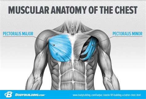 Evento azafata sábado chest workout anatomy Gángster Radioactivo tono