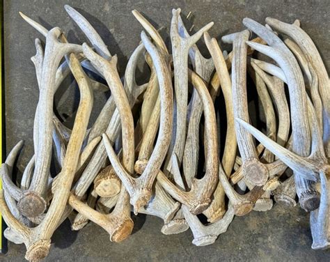 5 Pounds Of Small Axis Deer Antler Sheds Grade A B Naturally Shed Lot