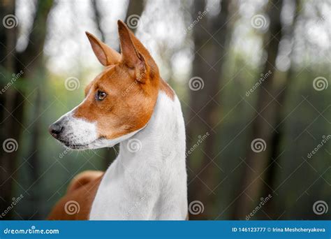 Portrait of a Red Basenji Standing in a Summer Forest. Basenji Kongo ...