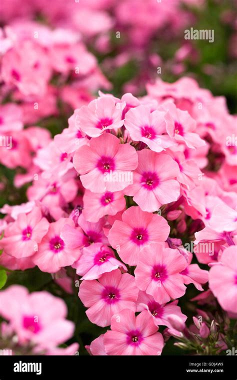 Phlox Light Pink Flame Fotos E Imágenes De Stock Alamy