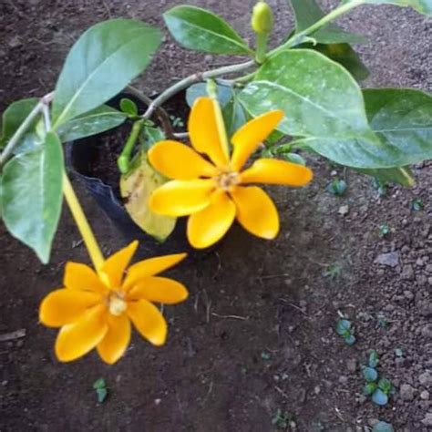 Malaysian Jasmine Gardenia Carinata Live Plant | Shopee Philippines