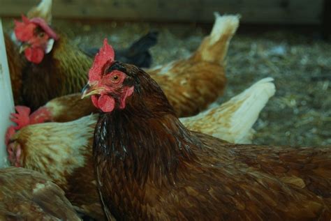 Rhode Island Red Chickens For Sale Chickens For Backyards