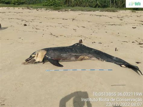 Golfinho é encontrado morto em praia no município de Jequiá Alagoas