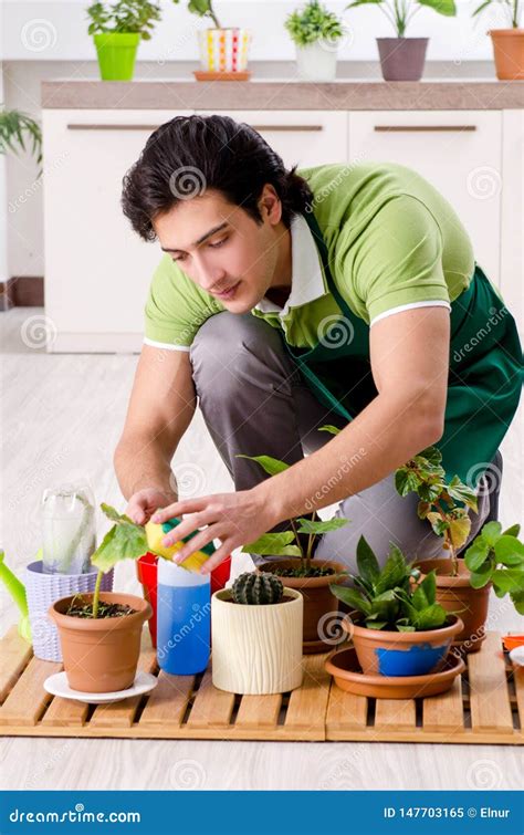 O Jardineiro Masculino Novo Plantas Dentro Imagem De Stock Imagem