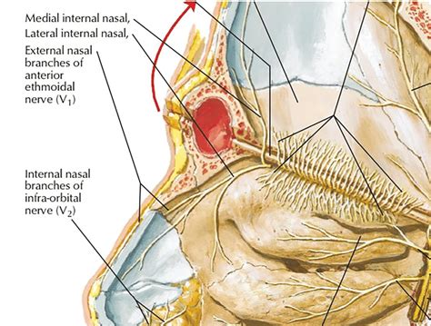 Anterior ethmoidal nerve. (from Frank. H. Netter: Atlas of human ...