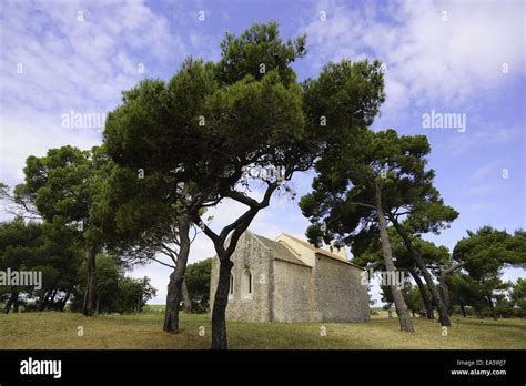 Old Pine Forest Hi Res Stock Photography And Images Alamy