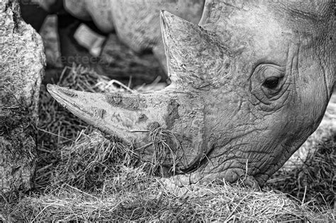 white rhino portrait 17312122 Stock Photo at Vecteezy