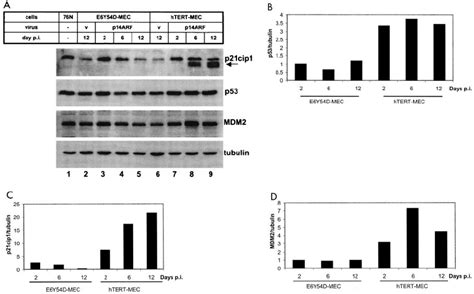 Accumulation Of P53 P21 Cip1 And MDM2 Proteins In P14 ARF Infected