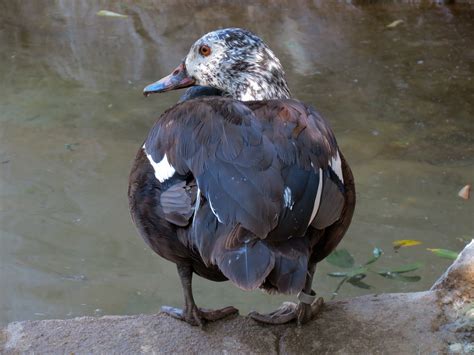 White-winged Wood Duck - ZooChat