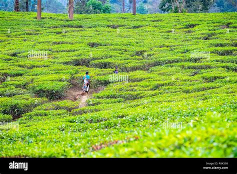 India State Of Kerala Wayanad District Tea Plantations Around