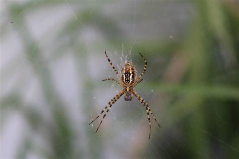 Pretty Sure This Is An Argiope Aurantia Yellow Garden Spider Spiders