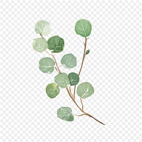 Hand Drawn Style Png Picture Watercolor Plant Green Leaf Hand Drawn