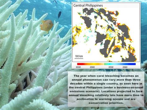 New Research Predicts The Future Of Coral Reefs Under Climate Change