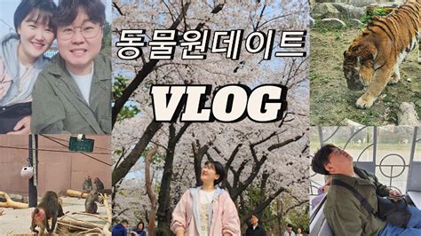 부부일상vlog 벚꽃보러 서울대공원 동물원 데이트ㅣ 벚꽃명소ㅣ발목박살난남편ㅣ리프트추천ㅣ주차지옥ㅣ Youtube