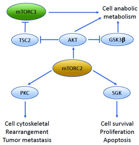 The Key Downstream Target Molecules And Function Pathways Of MTORC2