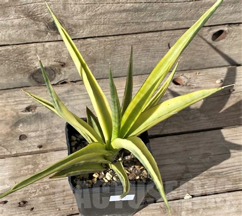 Shpr Sansevieria Gracilis F Variegata