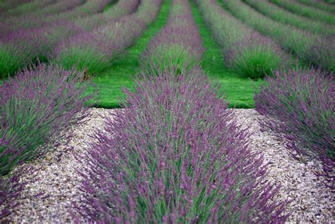 Lavender Phenomenal Shrub Of The Month Mr Plant Geek