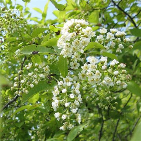 Western Sand Cherry Prunus Besseyi 1 Large Tube West Greeley