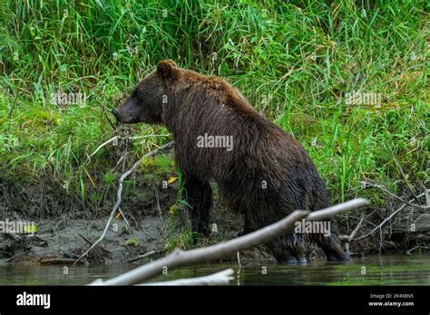 A Grizzly Bear Ursus Arctos Horribilis Standing In The Atnarko River