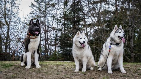 Akitas Vs Huskies The Best Snow Breed The Akita Life