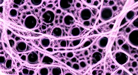 Cell Membrane Stock Photos, Images and Backgrounds for Free Download