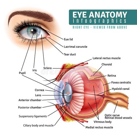 Human Eye Anatomy Stock Vector Illustration Of Blind