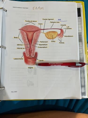 Obgyn Flashcards Quizlet