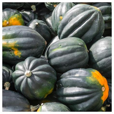 Everwilde Farms 14 Lb Organic Table King Acorn Winter Squash Seeds Gold Vault Bulk Seed